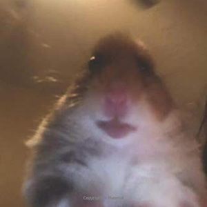 Meet your Posher, Hector